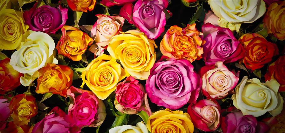 Scarlet Rose Florist Kilmarnock Order Online 01563 527715